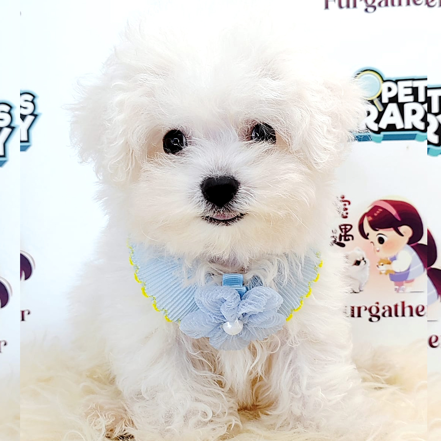 Bichon Puppy (Male) For Sale
