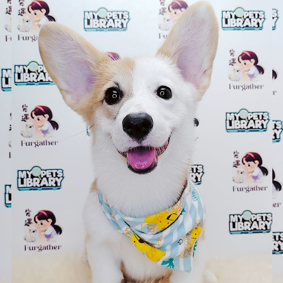 Short Coat Corgi Puppy (Female) For Sale