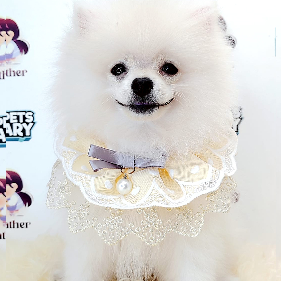 Pomeranian Puppy (Male) For Sale