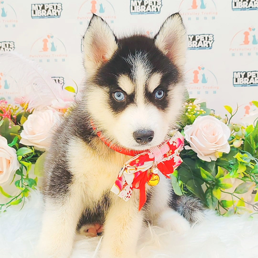 Alaskan Husky Puppy (Female) For Sale