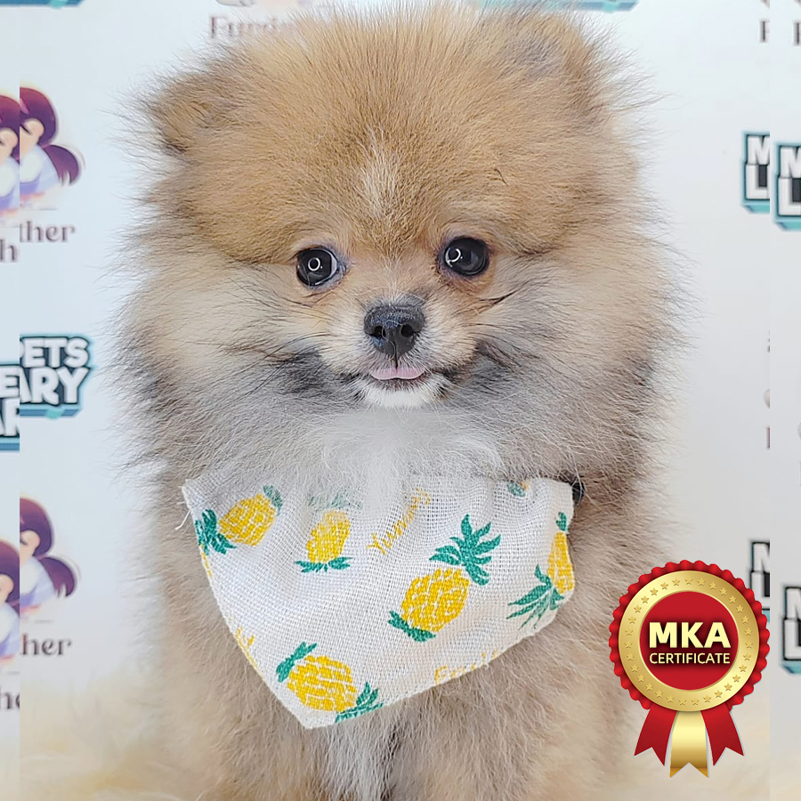 MKA Pomeranian Puppy (Male) For Sale