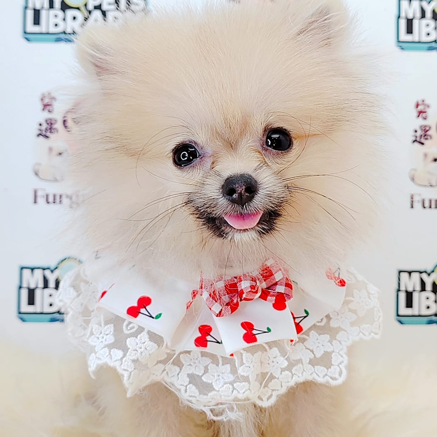 Teacup Pomeranian Puppy (Female) For Sale