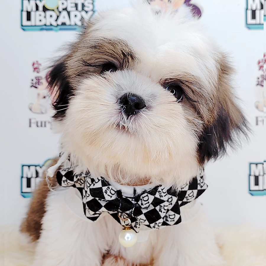 Shih Tzu Puppy (Female) For Sale