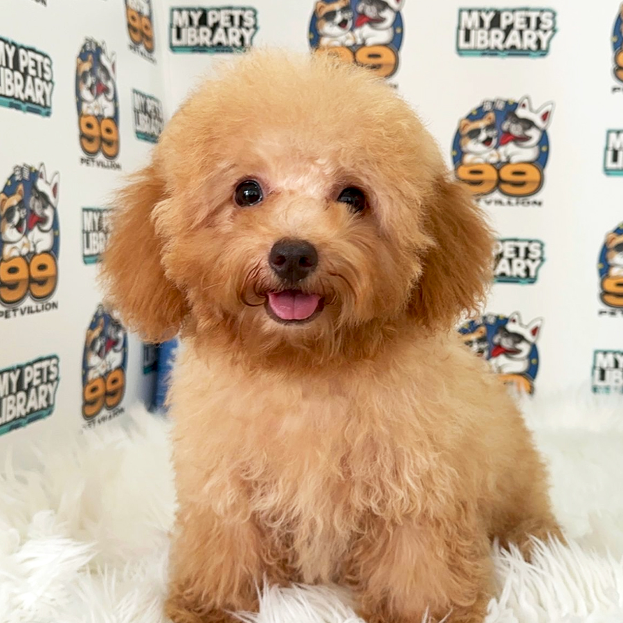Toy Poodle Puppy (Female) For Sale