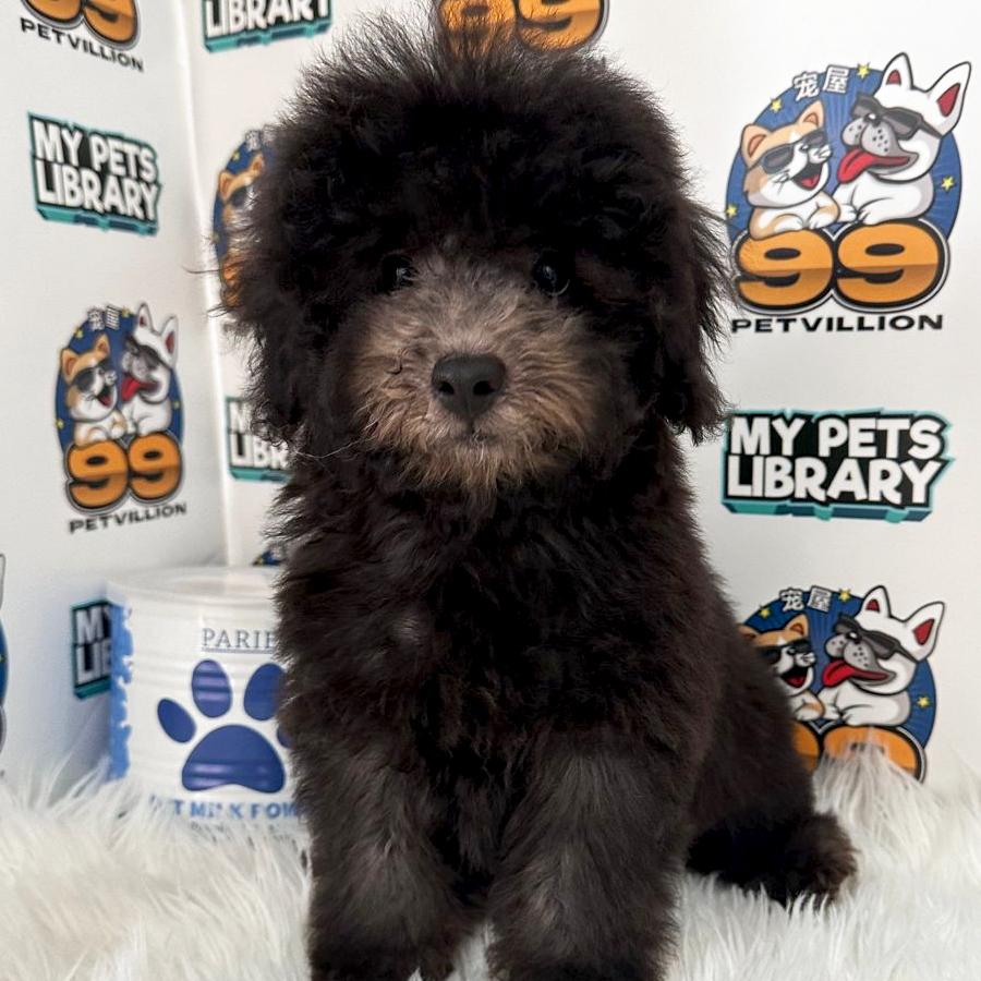 Toy Poodle Puppy (Male) For Sale