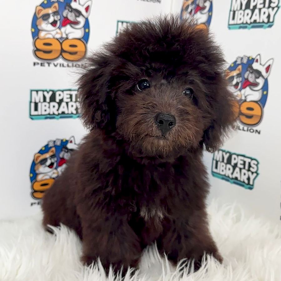 Toy Poodle Puppy (Male) For Sale