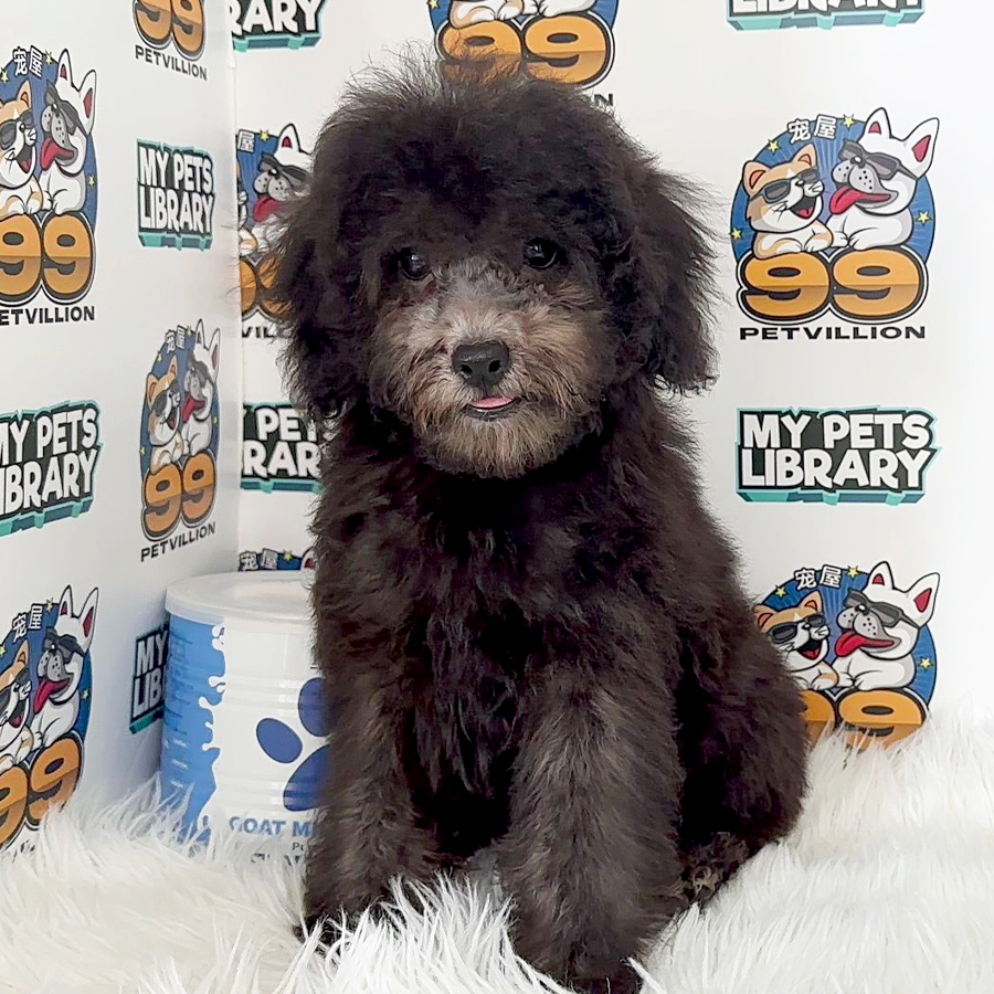 Toy Poodle Puppy (Male) For Sale