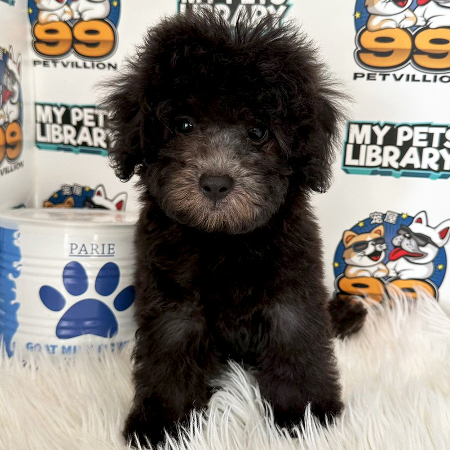 Toy Poodle Puppy (Male) For Sale