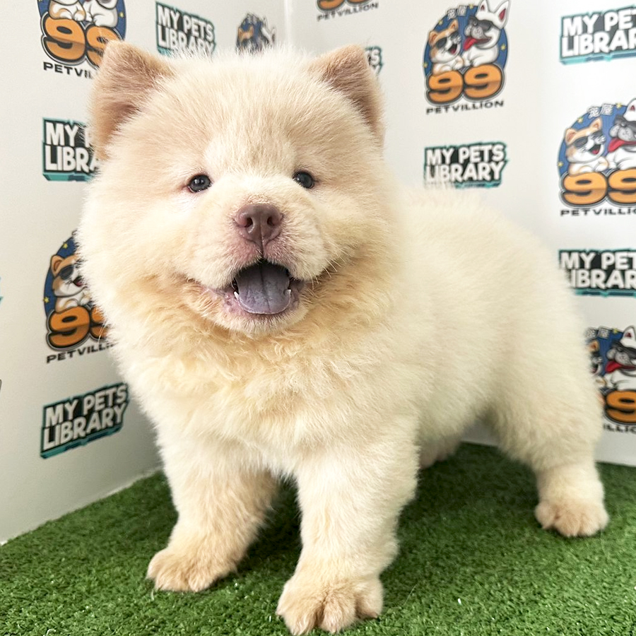 Chow Chow Puppy (Female) For Sale