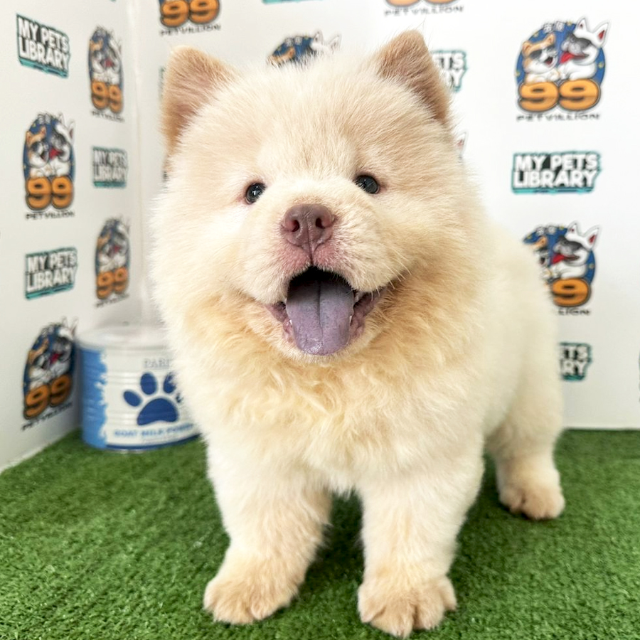 Chow Chow Puppy (Female) For Sale