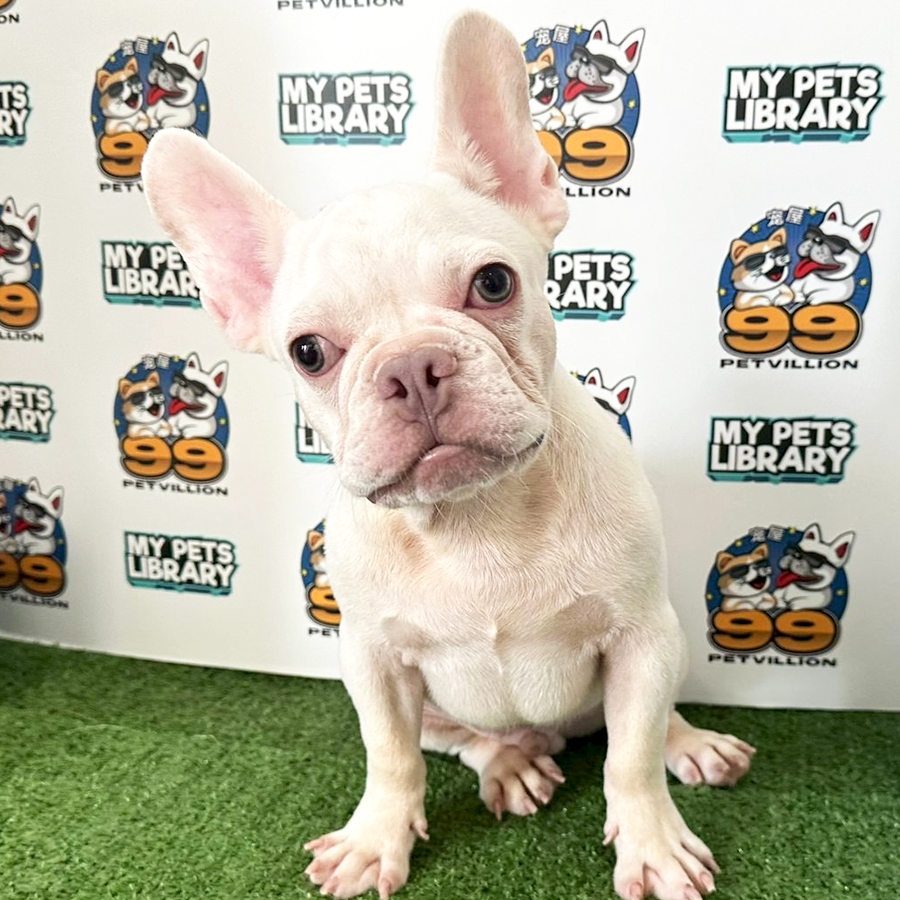 Bulldog Puppy (Male) For Sale