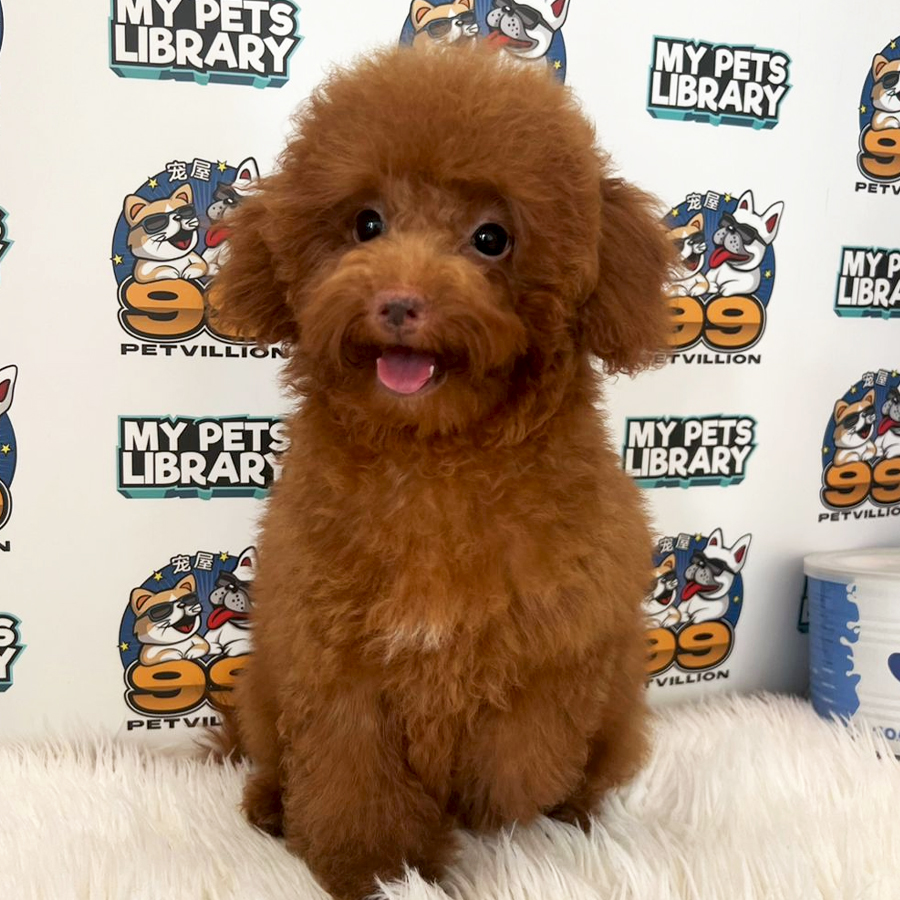 Toy Poodle Puppy (Female) For Sale