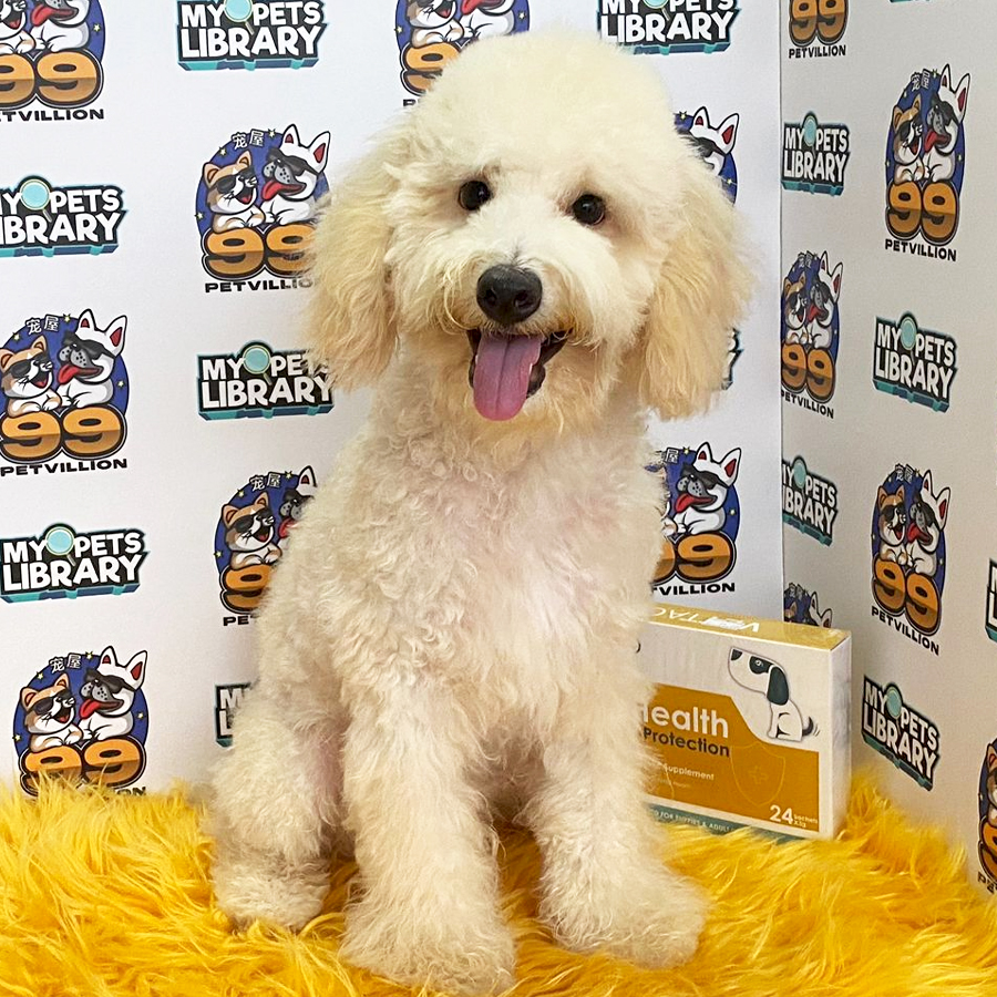 Miniature Poodle Puppy (Male) For Sale