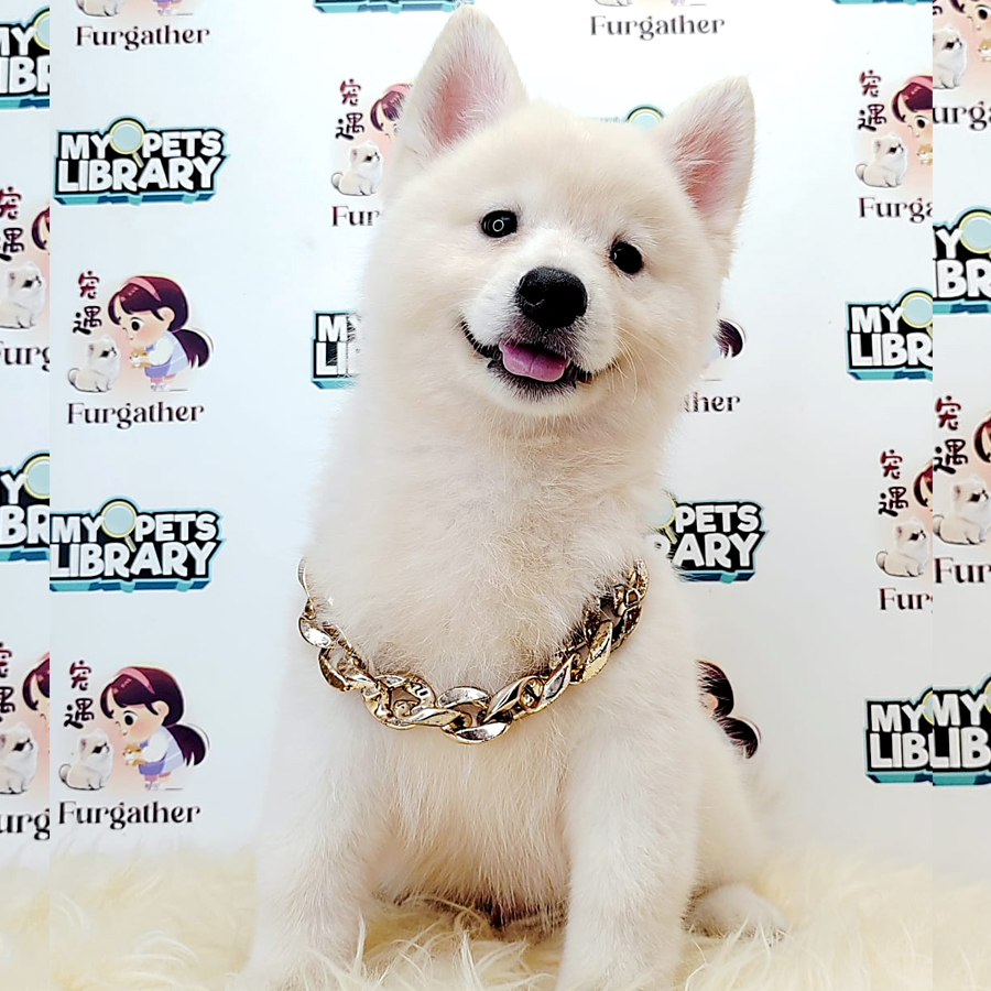 Pomsky Puppy (Male) For Sale