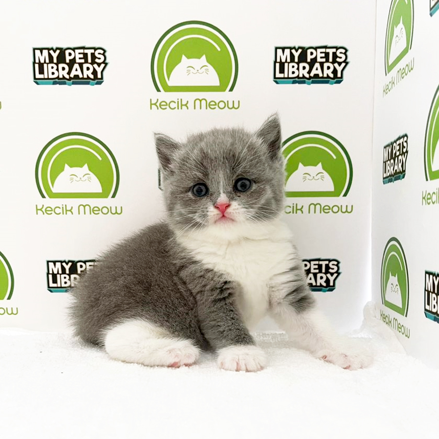 British Shorthair Kitten (Female) For Sale
