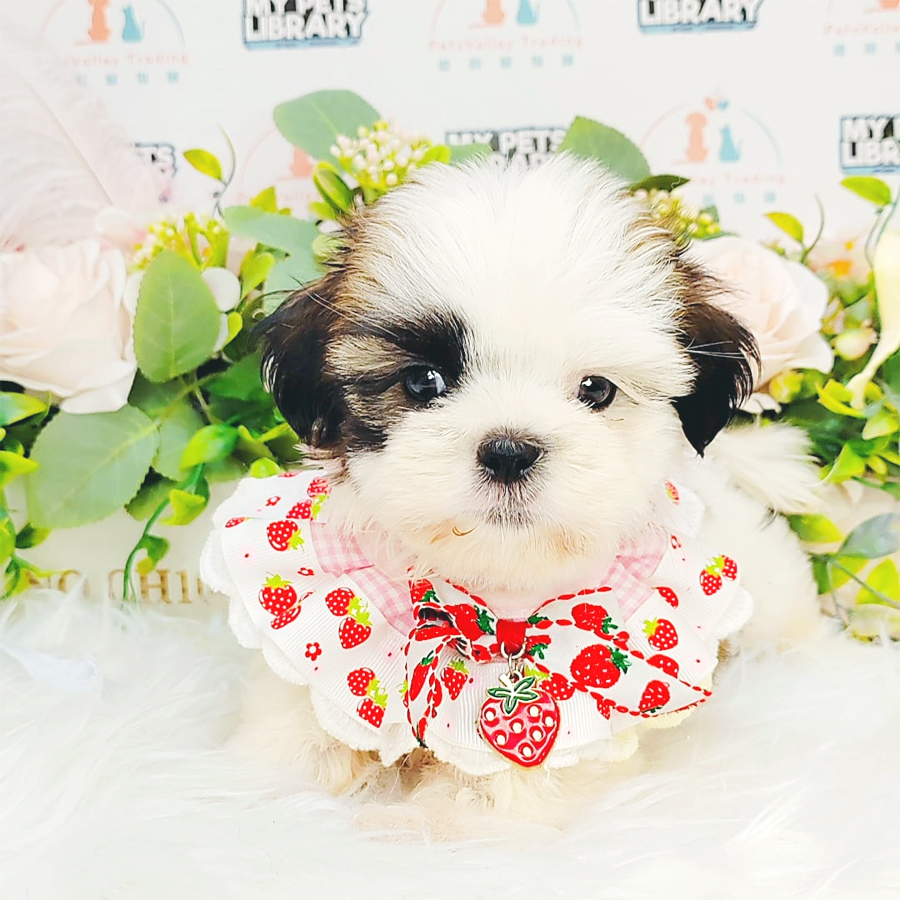 Shih Tzu Puppy (Male) For Sale