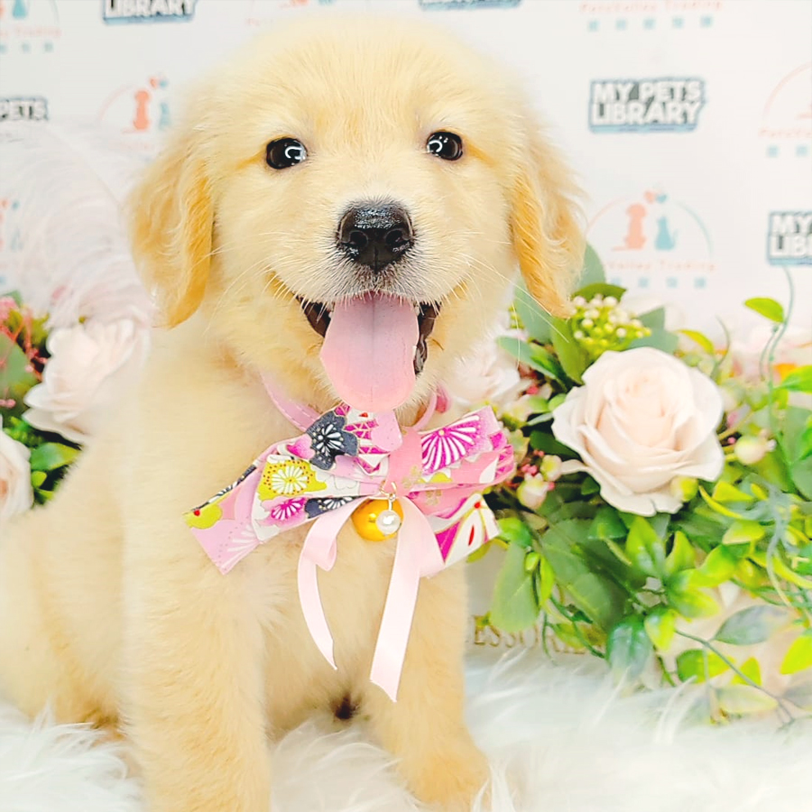 Golden Retriever Puppy (Female) For Sale