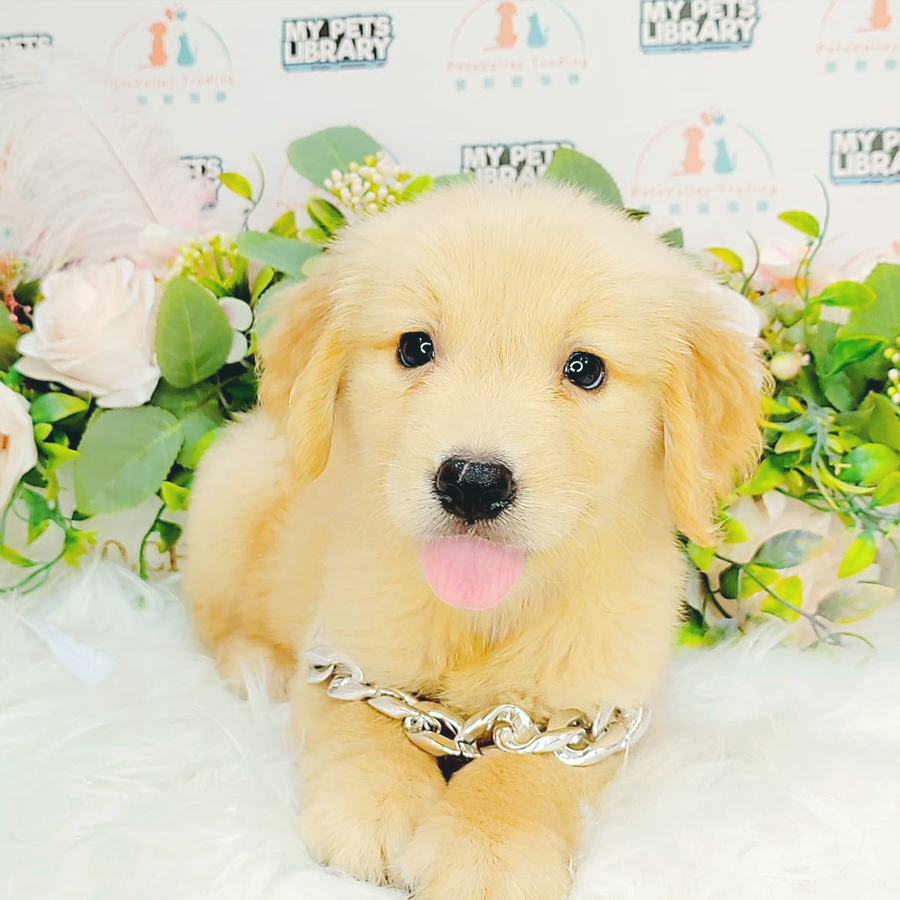 Golden Retriever Puppy (Female) For Sale