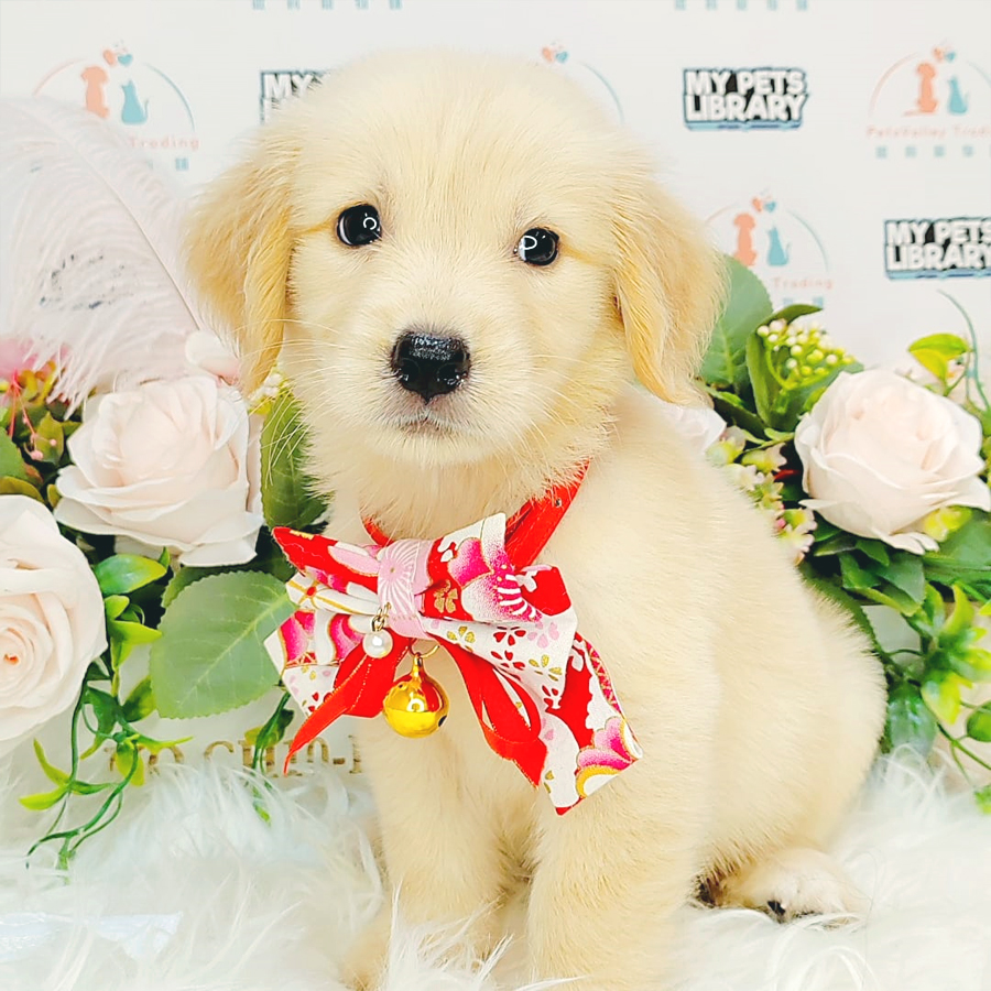 Golden Retriever Puppy (Female) For Sale