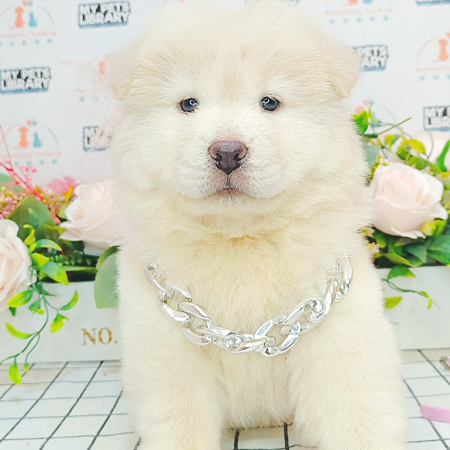 Chow Chow Puppy (Female) For Sale