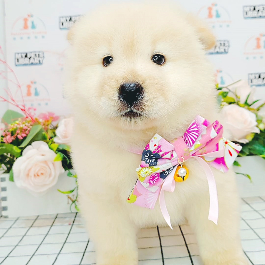 Chow Chow Puppy (Male) For Sale