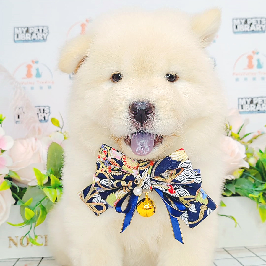 Chow Chow Puppy (Male) For Sale