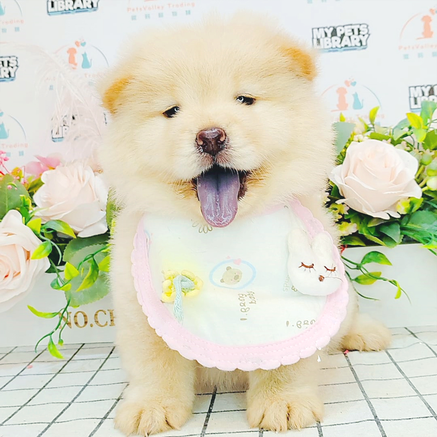 Chow Chow Puppy (Female) For Sale