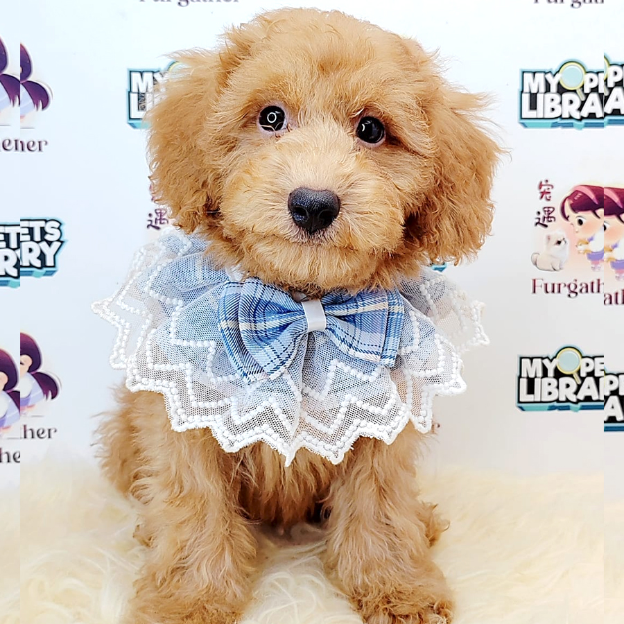 Poodle Puppy (Male) For Sale