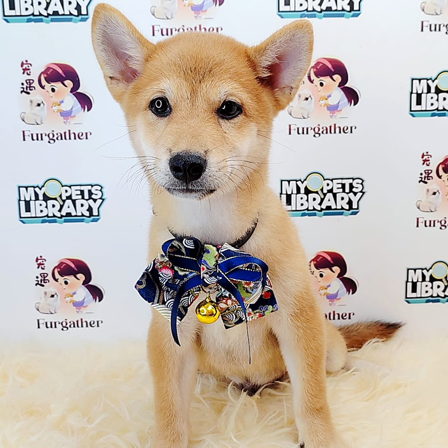 Shiba Inu Puppy (Male) For Sale