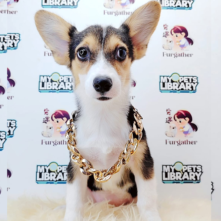 Short Coat Corgi Puppy (Female) For Sale