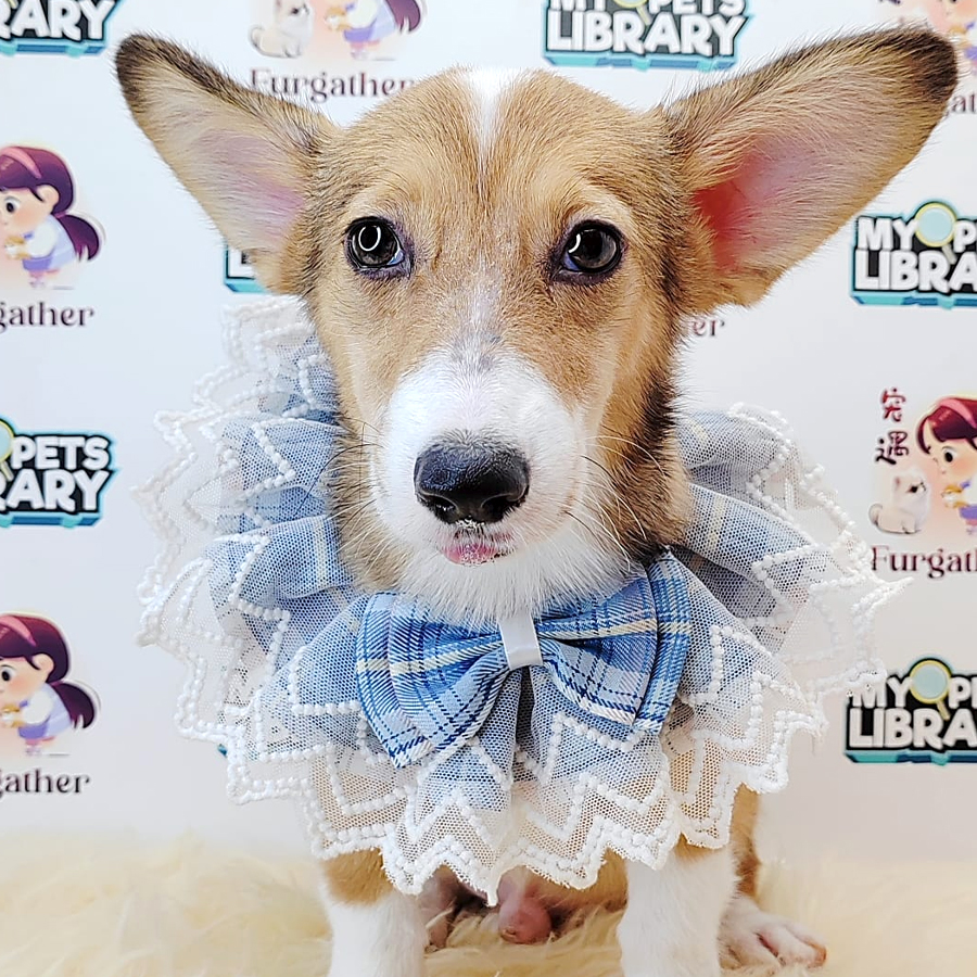 Short Coat Corgi Puppy (Male) For Sale