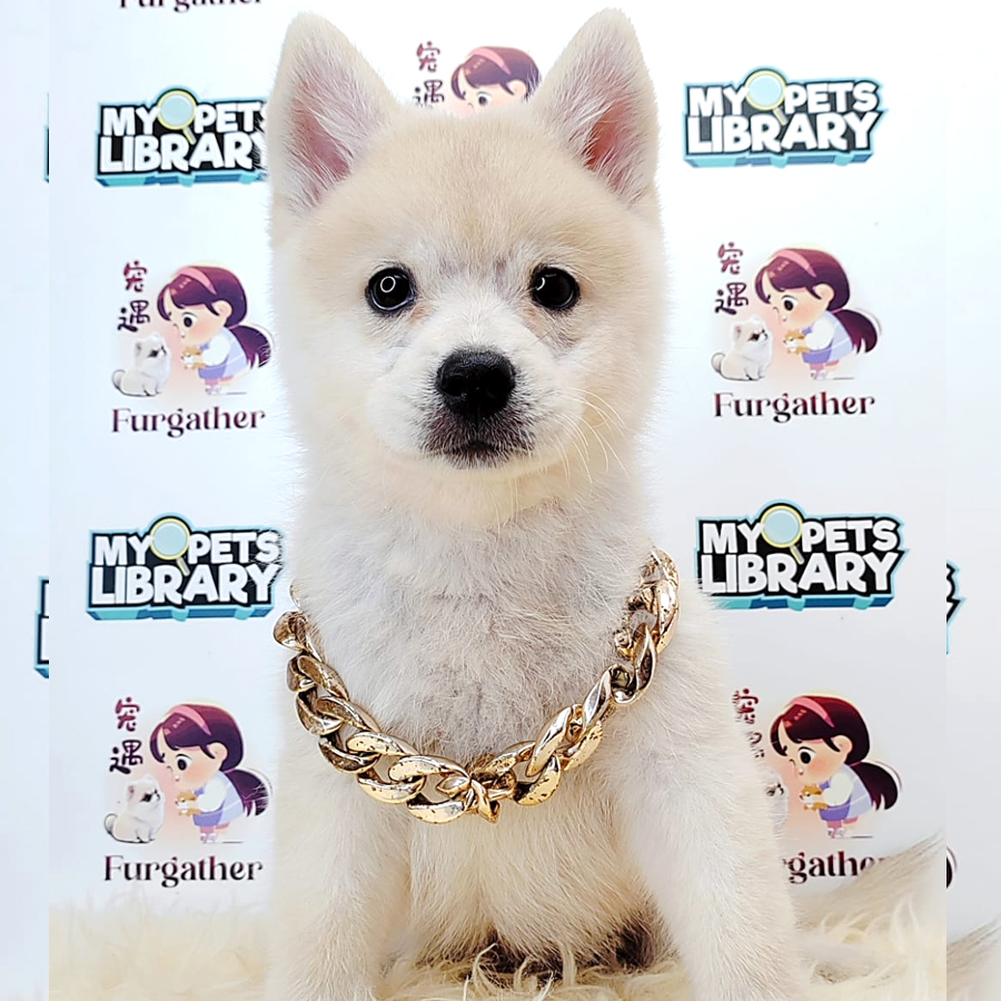 Pomsky Puppy (Female) For Sale