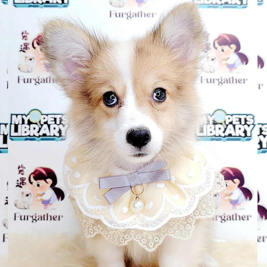 Long Coat Corgi Puppy (Female) For Sale