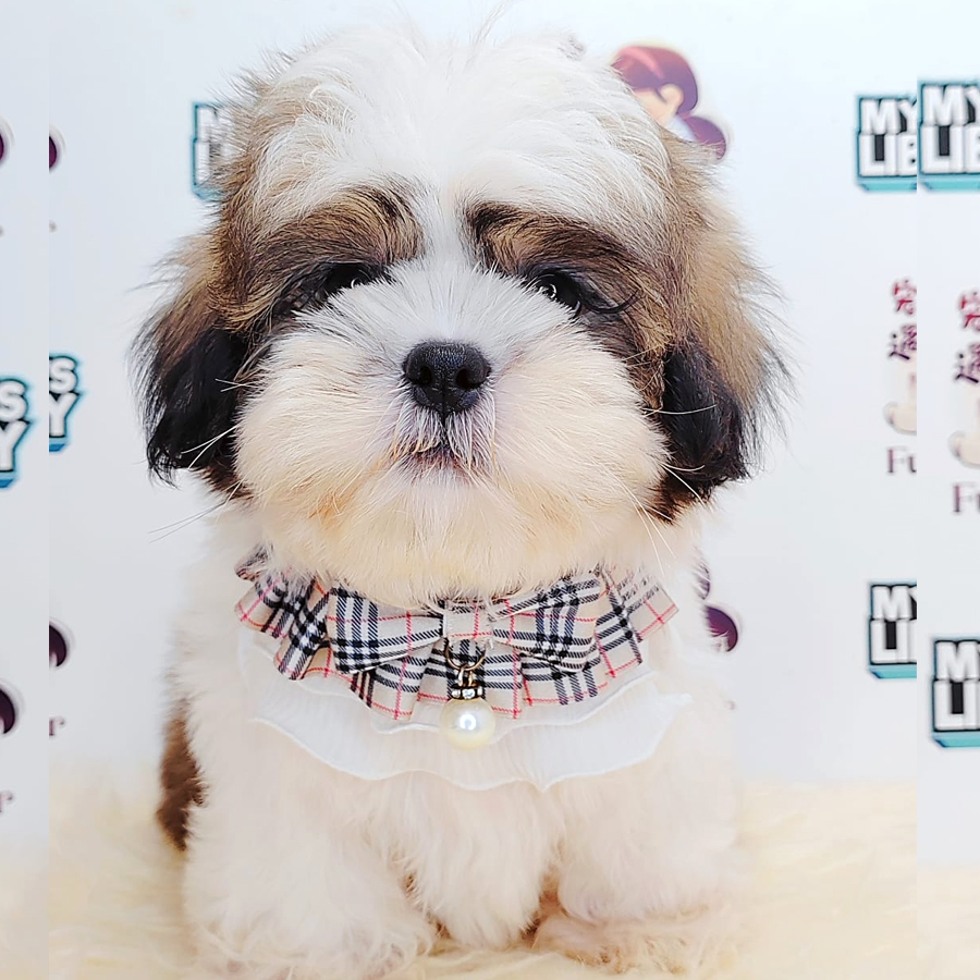 Shih Tzu Puppy (Male) For Sale
