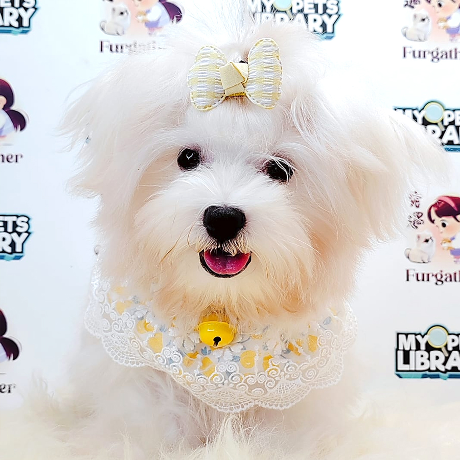 Tiny Maltese Puppy (Male) For Sale