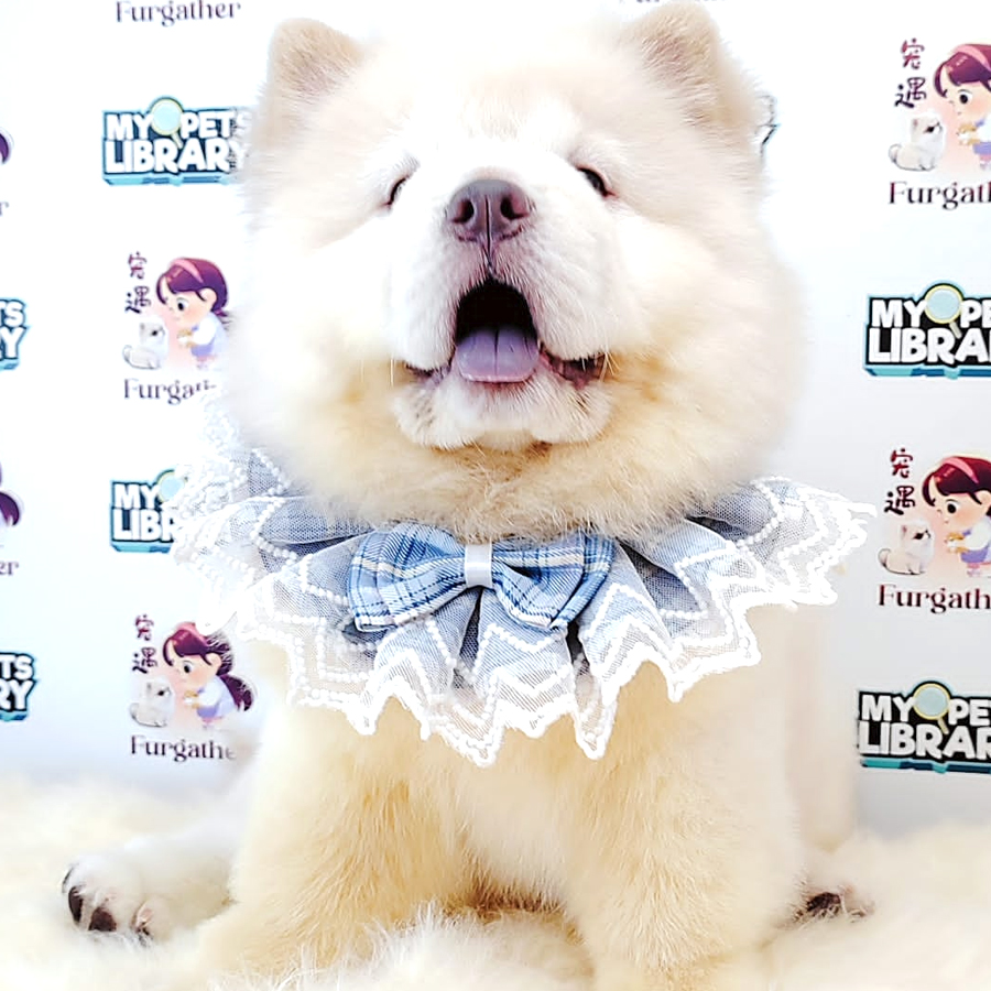Chow Chow Puppy (Female) For Sale