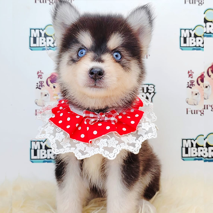 Pomsky Puppy (Female) For Sale