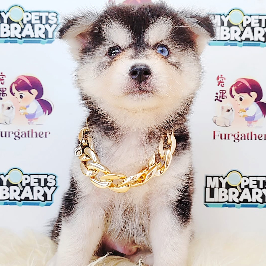 Pomsky Puppy (Male) For Sale