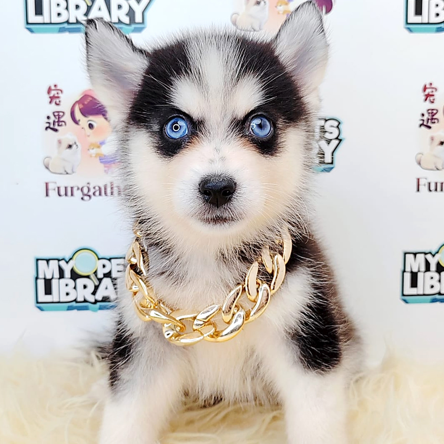 Pomsky Puppy (Male) For Sale