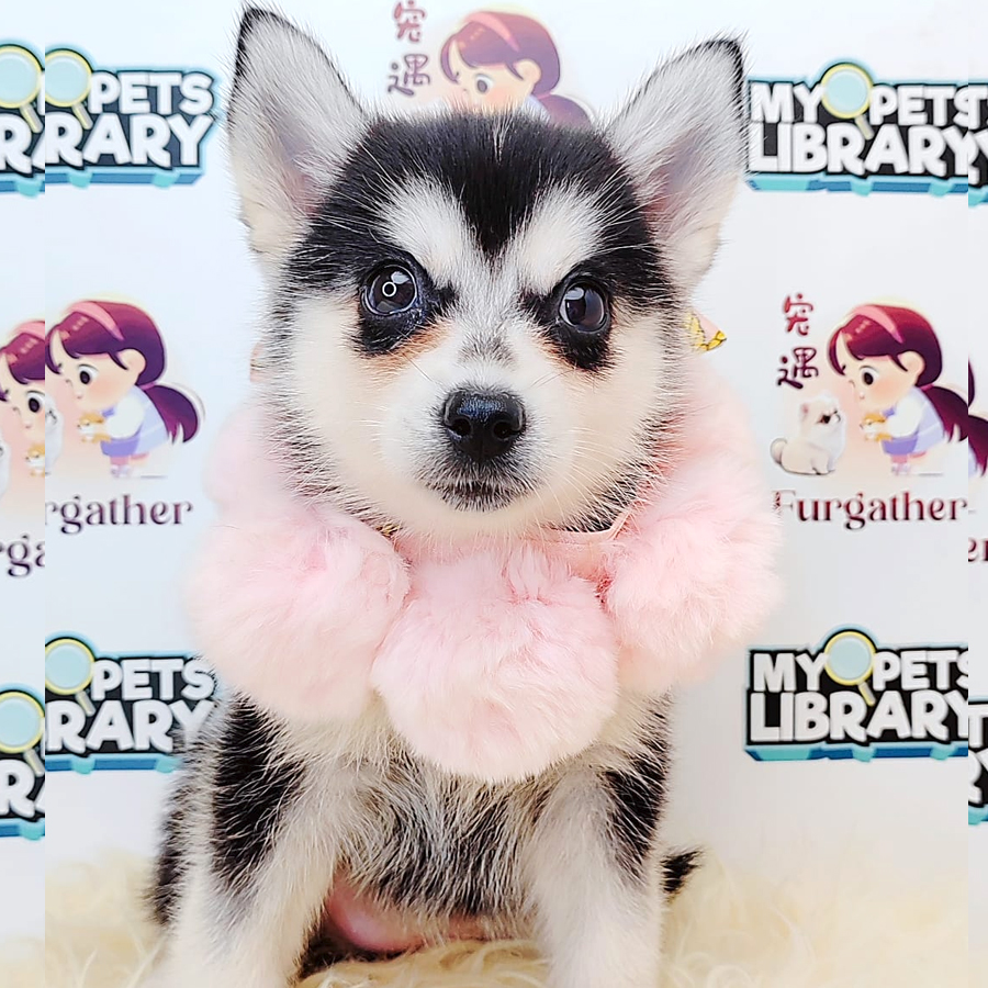 Pomsky Puppy (Female) For Sale