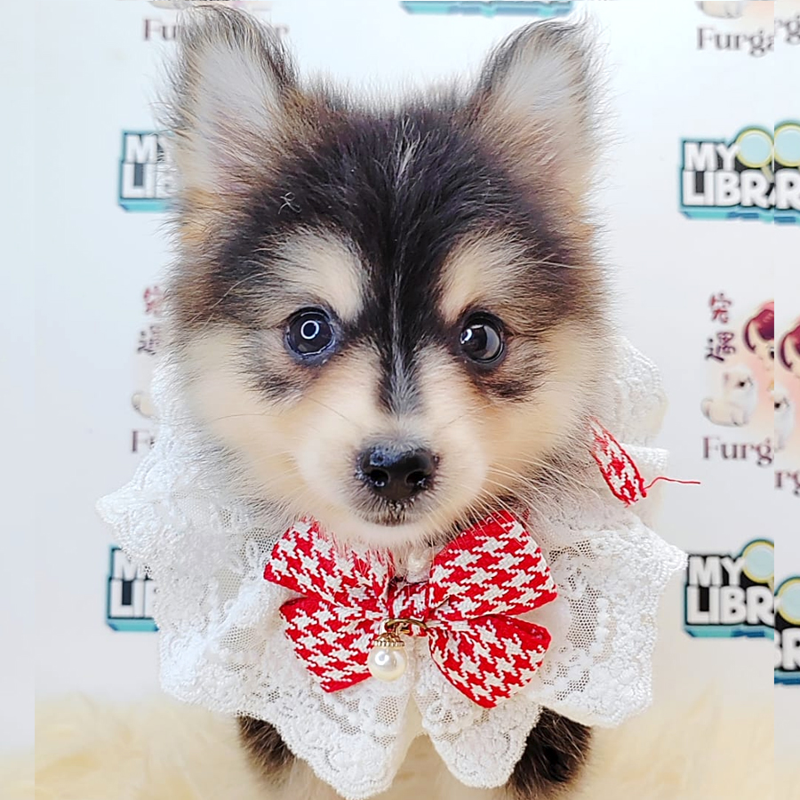 Pomsky Puppy (Female) For Sale
