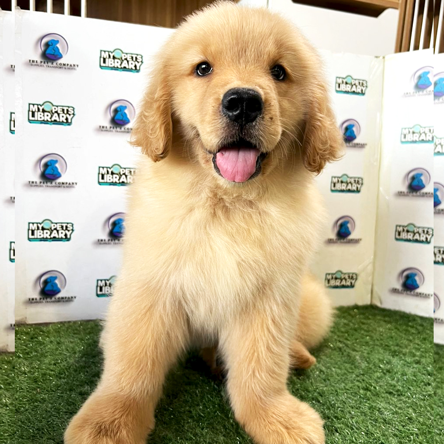 Big Bone Golden Retriever Puppy (Female) For Sale