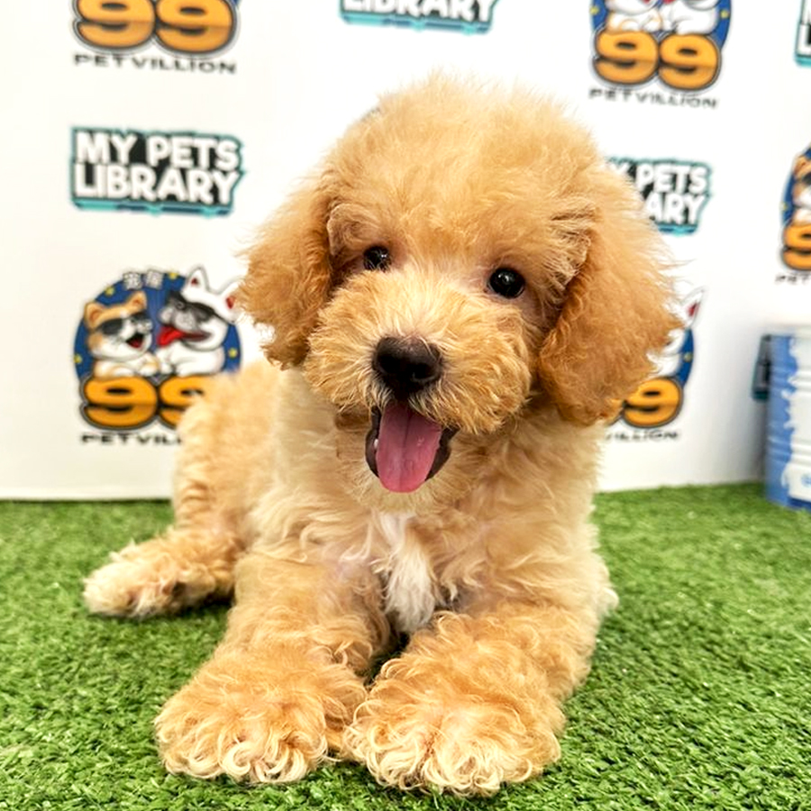 Toy Poodle Puppy (Male) For Sale