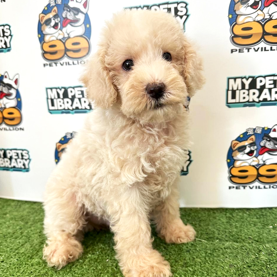 Toy Poodle Puppy (Male) For Sale