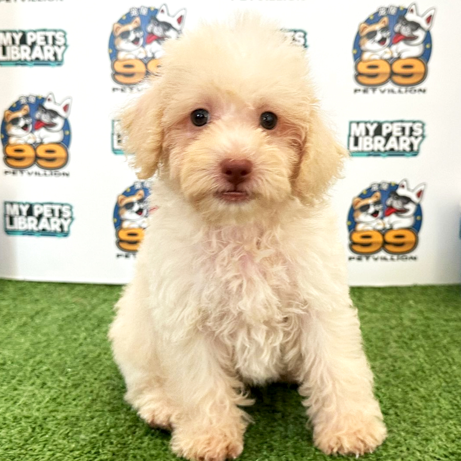 Toy Poodle Puppy (Male) For Sale