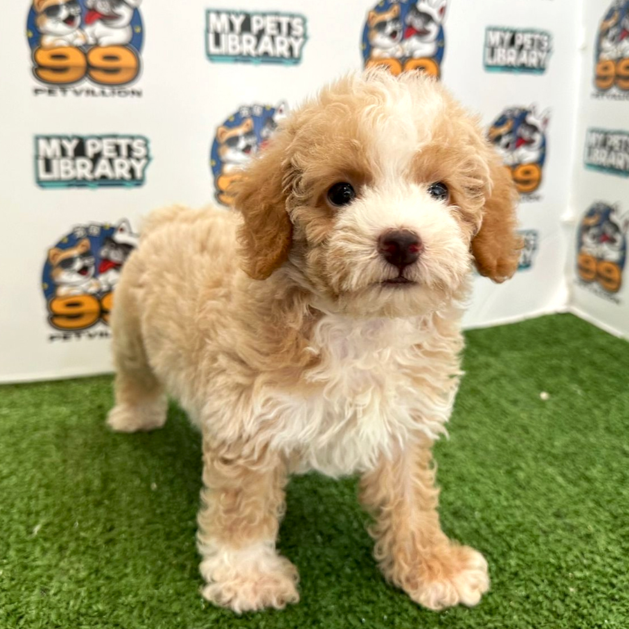 Toy Poodle Puppy (Female) For Sale