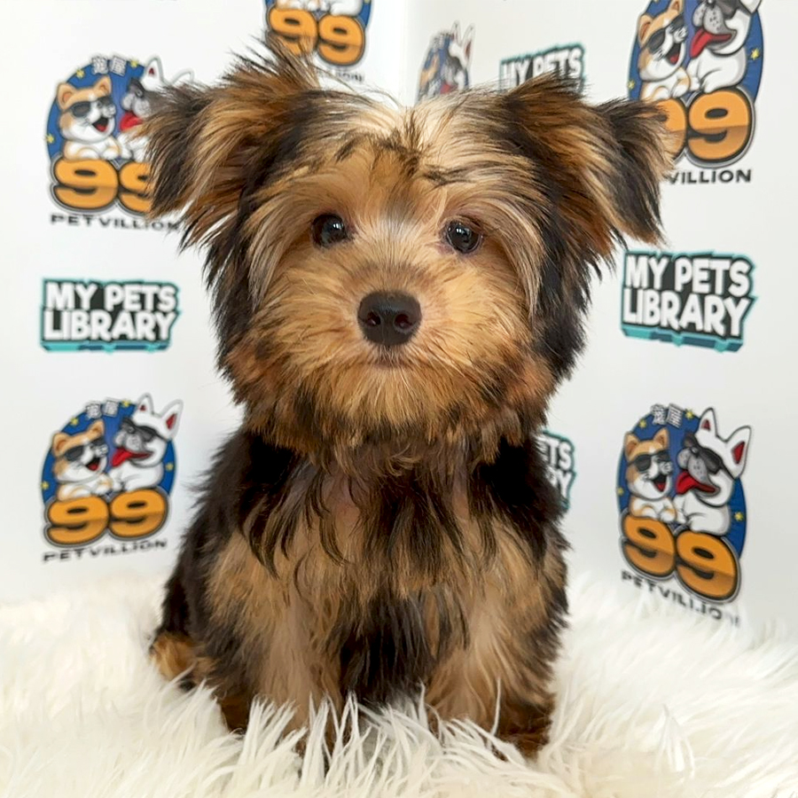 Yorkshire Terrier Puppy (Male) For Sale