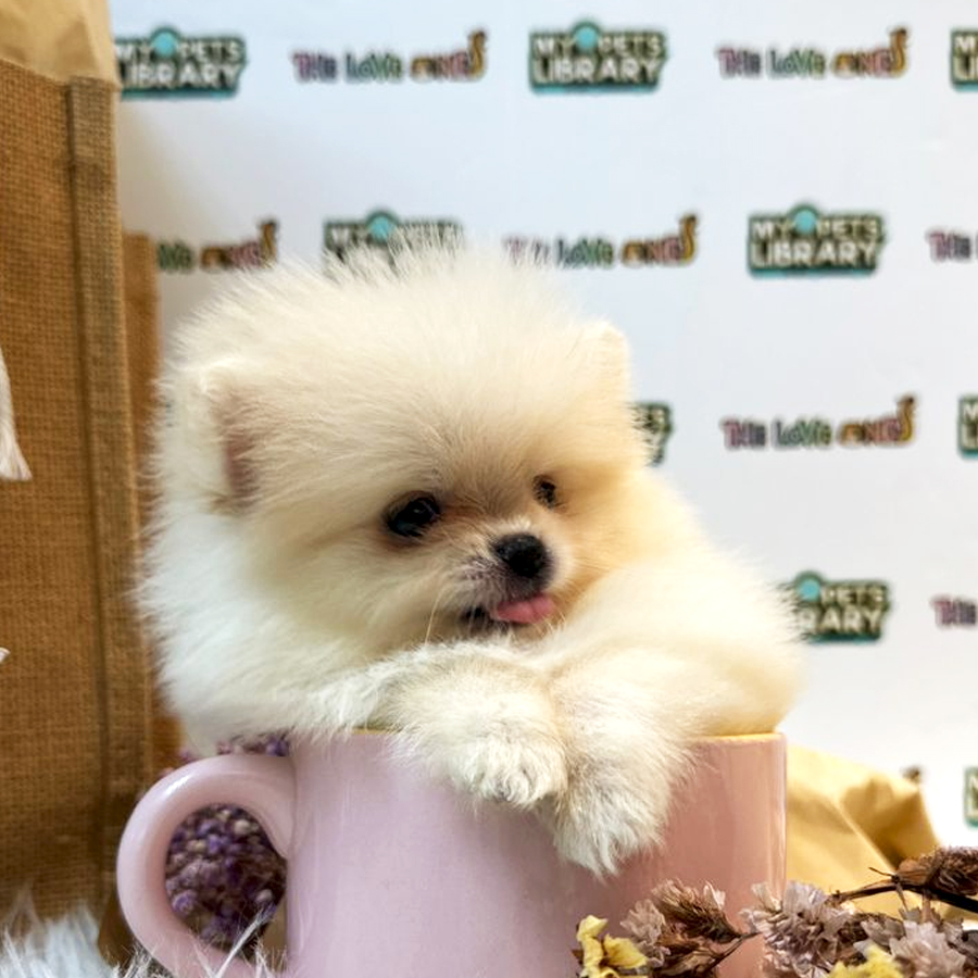 Tiny Teacup Pomeranian Puppy (Male) For Sale