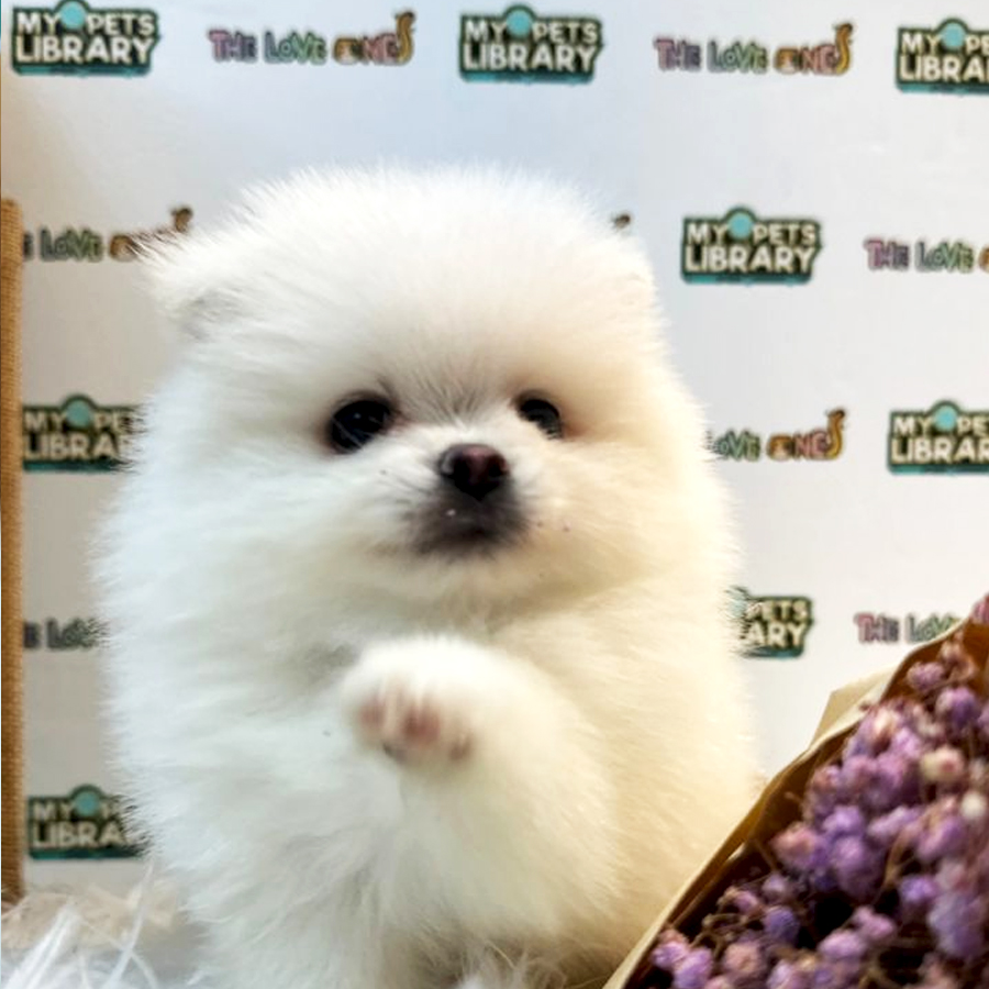 Tiny Pomeranian Puppy (Male) For Sale