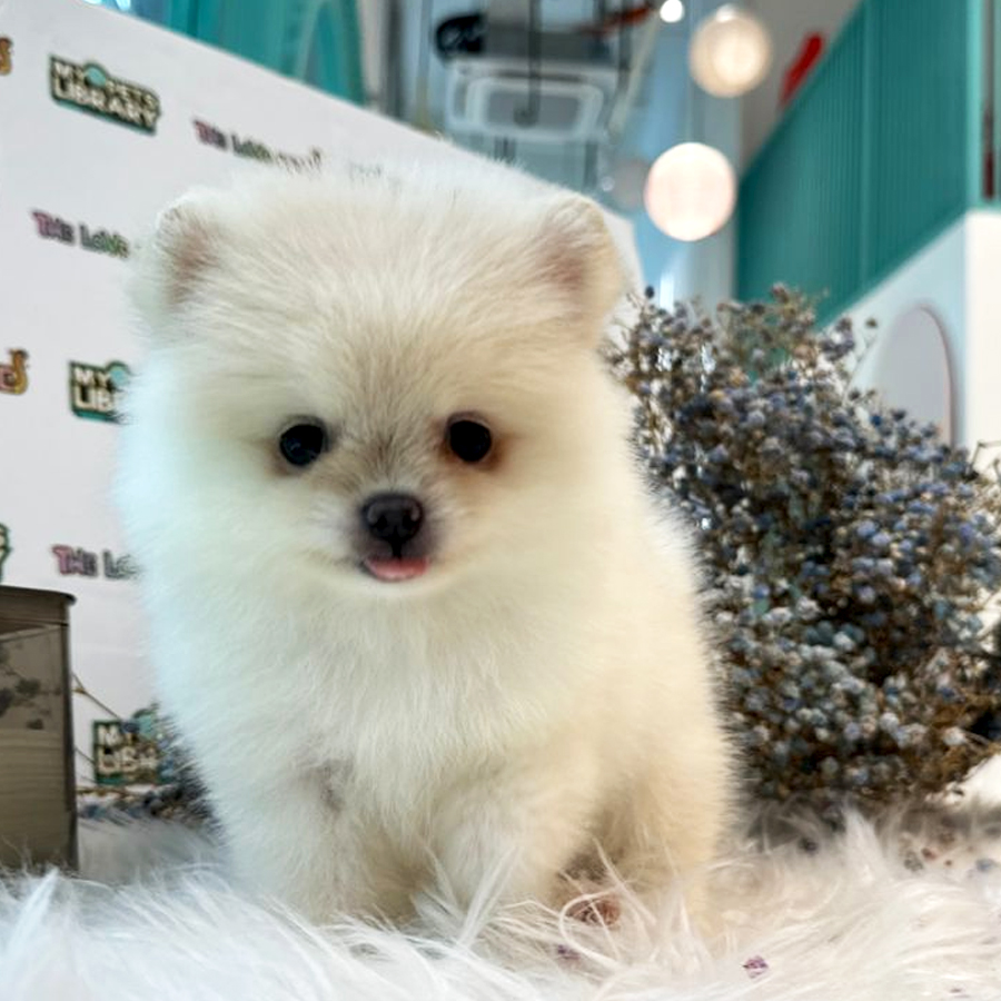 Tiny Pomeranian Puppy (Female) For Sale
